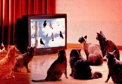 Comment s'en occuper?!